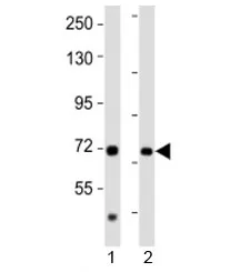AACS Antibody - image 1