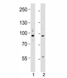 UHRF1 Antibody - image 1