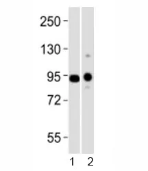 Uhrf1 Antibody - image 1