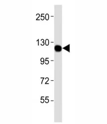 Macrophage Colony Stimulating Factor 1 Receptor Antibody (CSF1R) - image 1