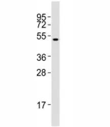 Runx1 Antibody - image 1
