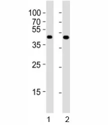 Pou5f1 Antibody (Oct4) - image 1