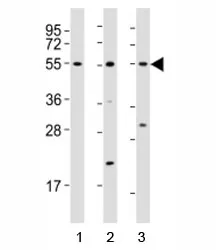 Runx1 Antibody - image 1
