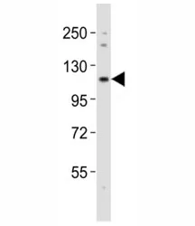 Notch1 Antibody - image 1