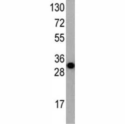 ATG7 Antibody - image 1