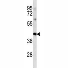 Oct4 Antibody - image 1