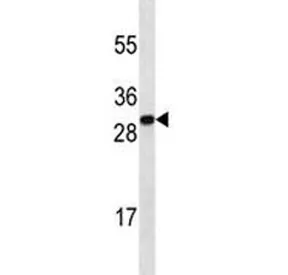 HMGB1 Antibody - image 1