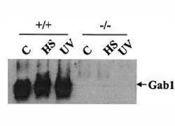 Gab1 Antibody - image 1