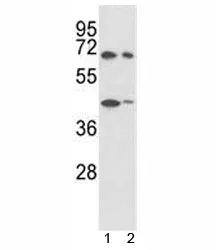 SHP2 Antibody - image 1