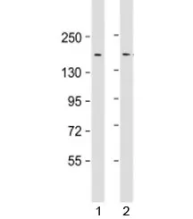 LAP2 Antibody / Thymopoietin - image 1