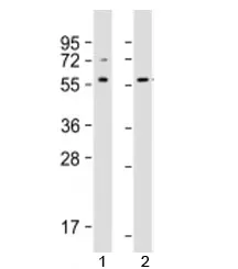 Src Antibody - image 1