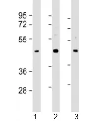 SAPCD2 Antibody / Suppressor APC domain containing 2 - image 1