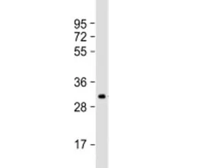 IGFBP5 Antibody / IGF binding protein 5 - image 1