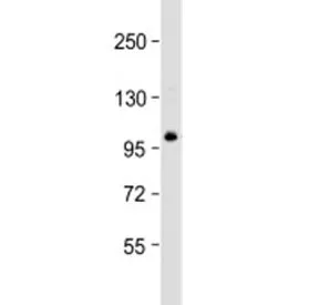 TSC22D1 Antibody / TSC22 - image 1