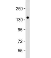 NRCAM Antibody / Neuronal cell adhesion molecule - image 1