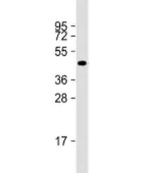 NAT16 Antibody / C7orf52 - image 1