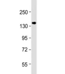 GIGYF2 Antibody - image 1
