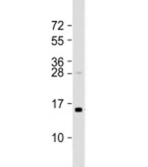 TAX1BP3 Antibody / TIP-1 - image 1
