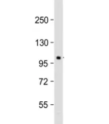 Pi4ka Antibody / Phosphatidylinositol 4-kinase alpha - image 1