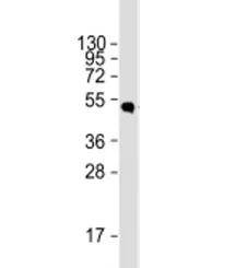 HSV tag Antibody - image 1