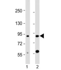 CCDC144A Antibody - image 1