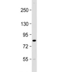 UHRF1BP1 Antibody / UHRF1-binding protein 1 - image 1