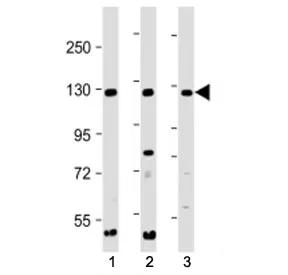 INTS3 Antibody (C-Terminal) - image 1