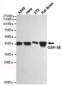 GSK3 beta Antibody / GSK3B - image 1