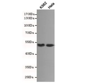 Beta Arrestin 1 Antibody - image 1