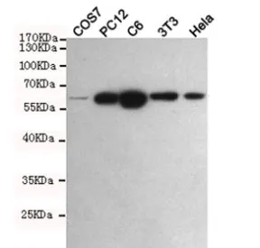 Pyruvate Kinase Antibody / PKM2 - image 1