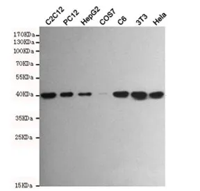 p38 MAPK Antibody / MAPK14 - image 1