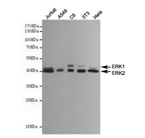 ERK1/2 Antibody - image 1