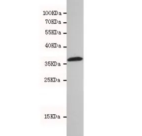 HtrA2 / Omi Antibody - image 1
