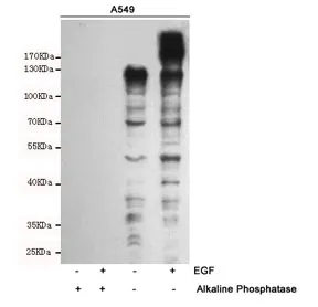 Phosphotyrosine Antibody - image 1