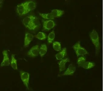 AIFM1 Antibody / AIF / Apoptosis-Inducing Factor - image 1