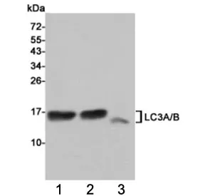 LC3A/B Antibody - image 1