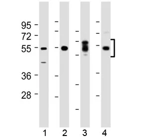 SGK1 Antibody (N-Terminal Region) - image 1