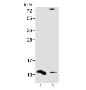 Defensin 1 Antibody / DEFA1 - image 1