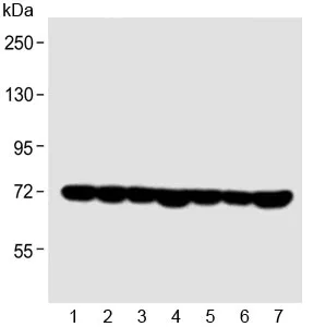 HSP70 Antibody / HSPA1A / HSPA1B - image 1
