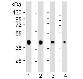 AKT1S1 Antibody / PRAS40 - image 1