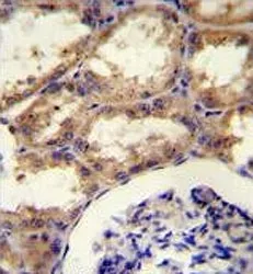 SEPT9 Antibody / Septin 9 - image 1