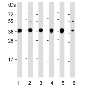 Engrailed 1 Antibody / EN1 - image 1