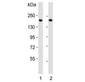 CFH Antibody / Complement factor H - image 1