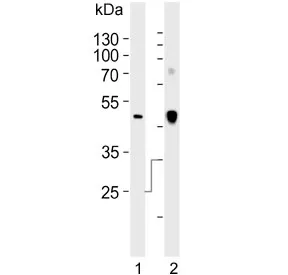 Clusterin Antibody - image 1