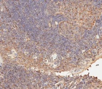 B7-H3 Antibody / CD276 - image 1