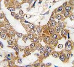 Bcl2L2 Antibody / Bcl-W (BH3 domain specific) - image 1