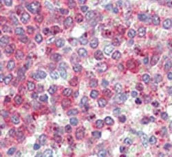 LXN Antibody / Latexin - image 1