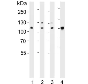 Exportin 2 antibody / CSE1L - image 1