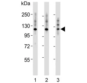 Integrin alpha 7 Antibody / ITGA7 - image 1