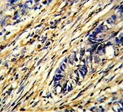 14-3-3 gamma Antibody / YWHAG - image 1